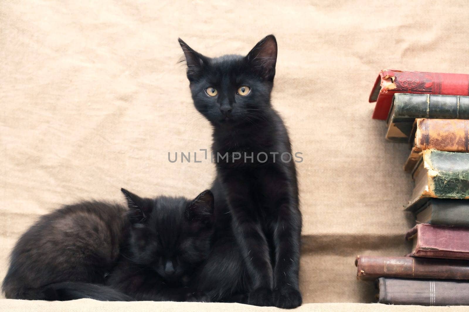 A pair of small black kittens near old books on canvas background