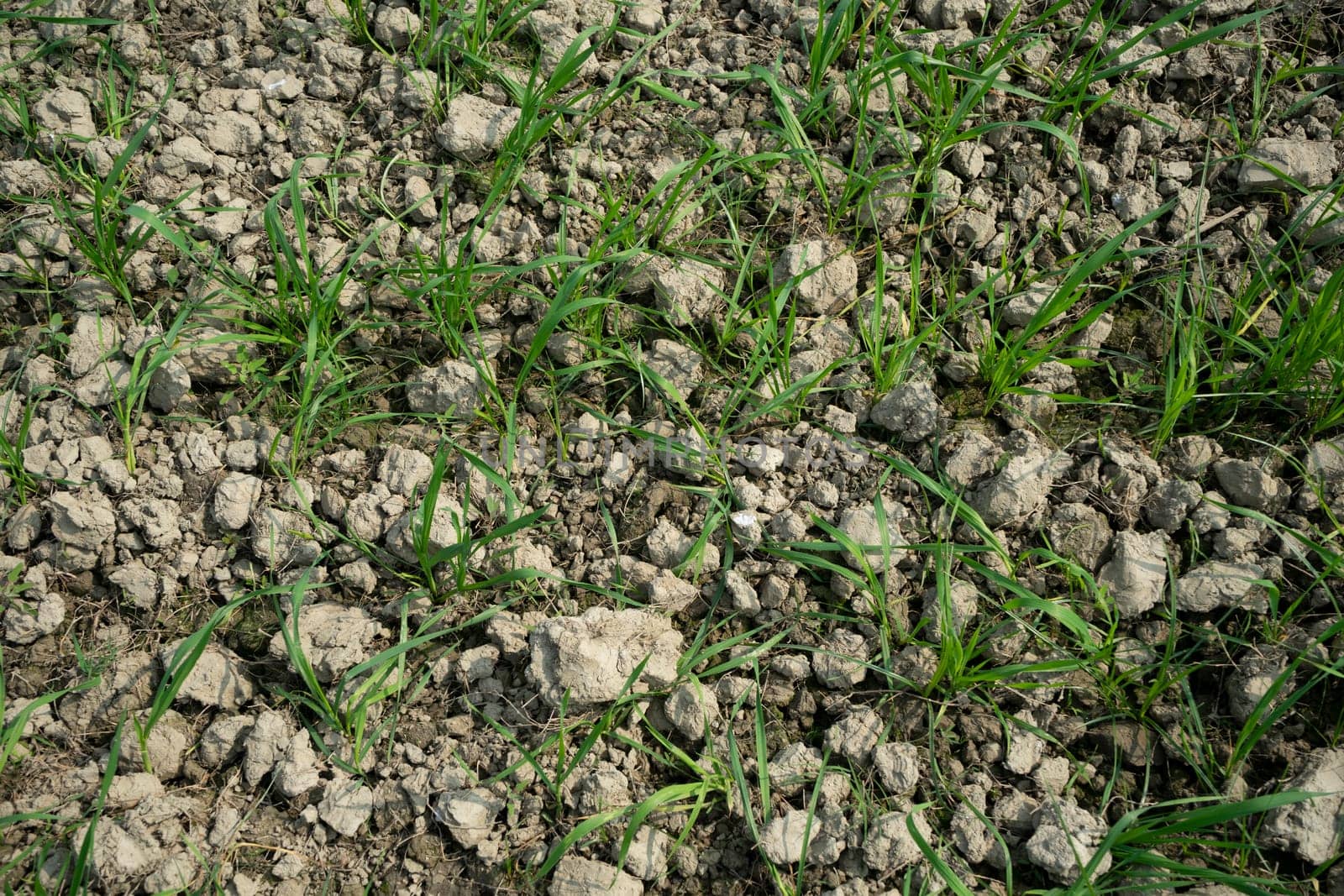 rice sprouts in poor soil