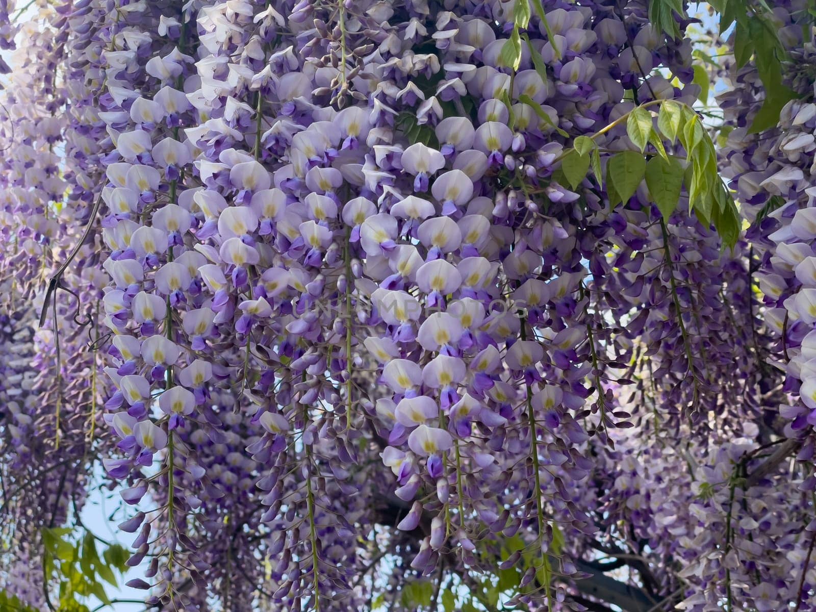 Blooming Wisteria Sinensis with scented classic purple flowersin full bloom in hanging racemes closeup. Garden with wisteria in spring.