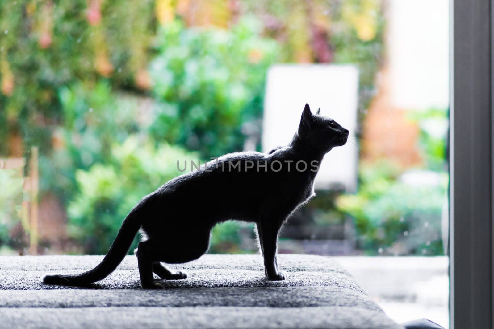 British playful cat on table outdoors. Gaze, home pet, healthy lifestyle concept. by Zelenin