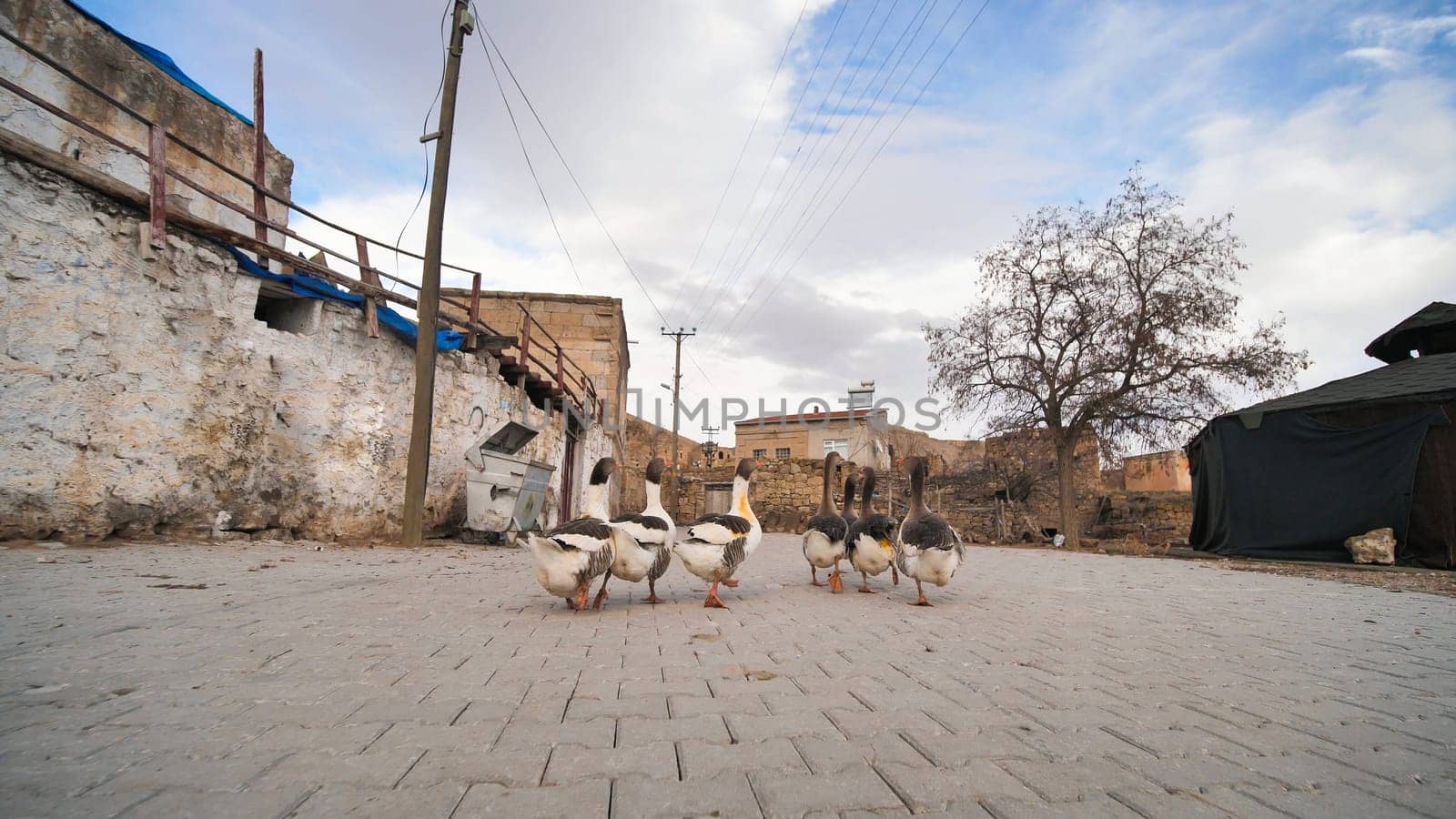 Geese in a village in Cappadocia. Turkey