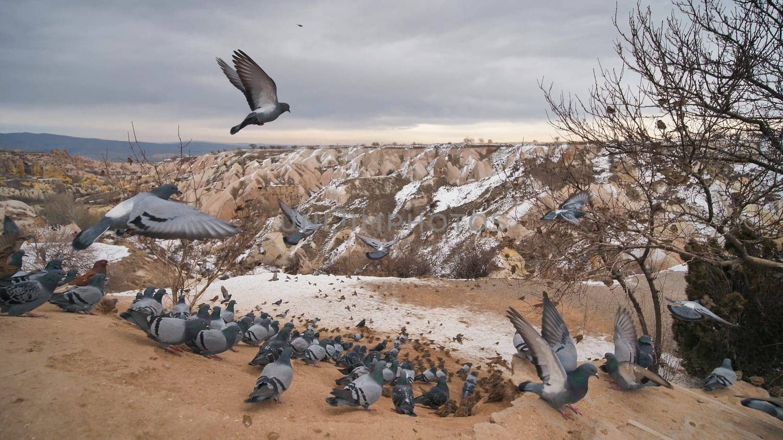 Beautiful landscape of pigeons are flying in Cappadocia pigeon valley, Uchisar, Turkey. Flock of fluffy pigeons on white snow in Pigeon Valley in winter. Snowy landscape