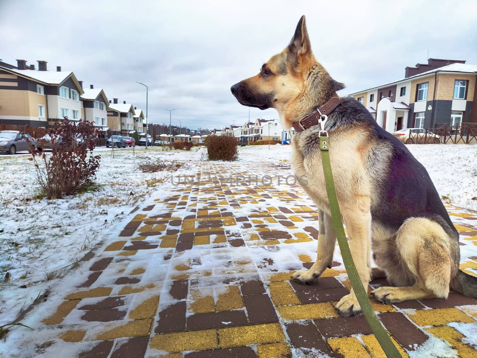 Dog German Shepherd near house in village or city in winter day and white snow around. Waiting eastern European dog veo and white snow