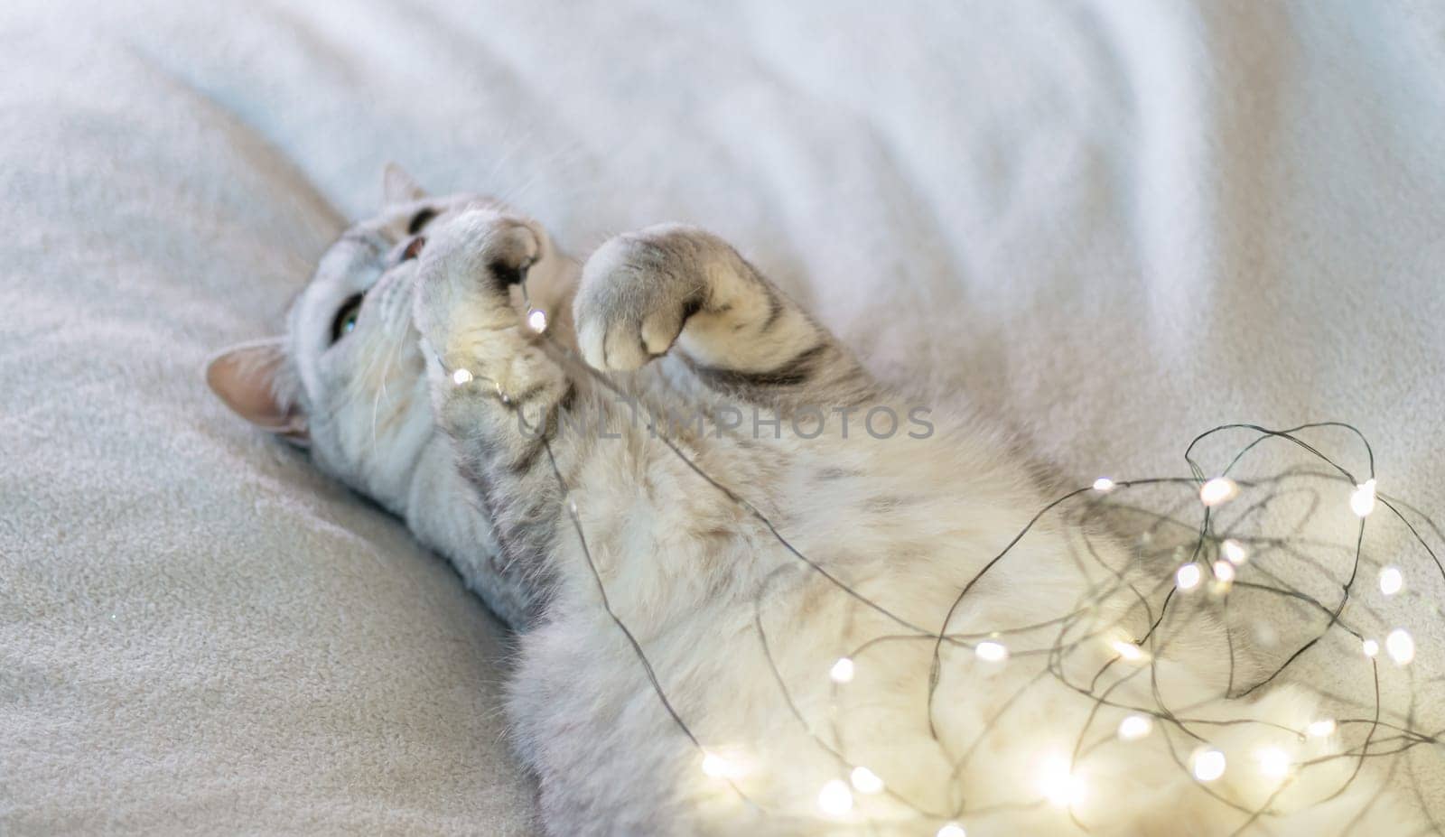 Scottish straight cat lies on his back bokeh from lights in the background. Cat upside down. Favorite pets, cat food. by Matiunina