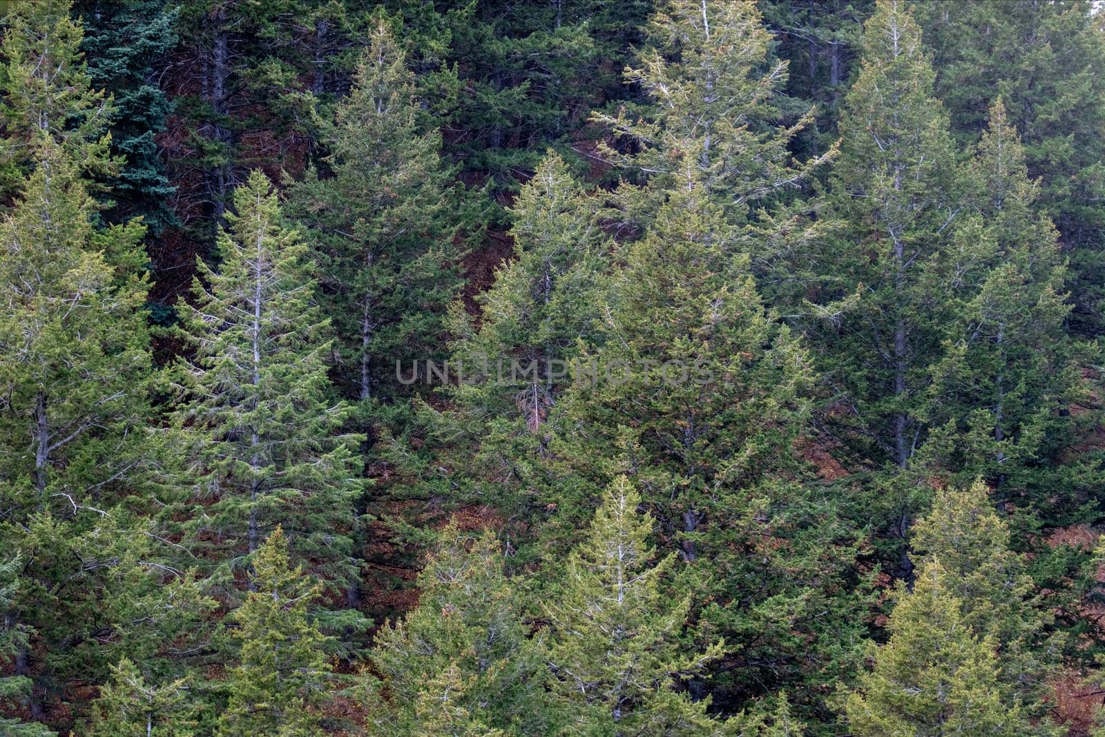 Healthy and sustainable green trees in a forest of old spruce, fir and pine trees in wilderness of a Rocky Mountain national park. by bRollGO