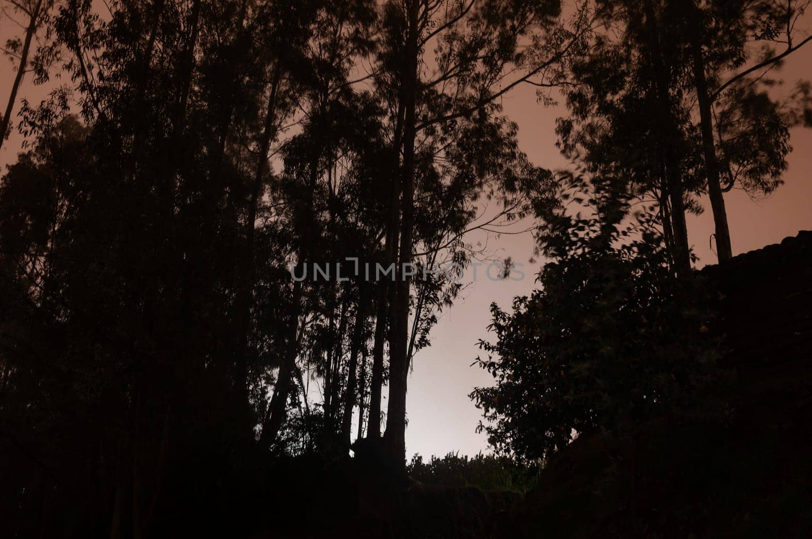 moonlit forest scenery the white and orange light and the black silhouettes of a lush forest. High quality photo