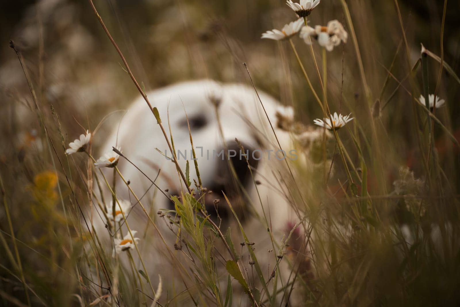 Daisies white dog Maremma Sheepdog in a wreath of daisies sits on a green lawn with wild flowers daisies, walks a pet. Cute photo with a dog in a wreath of daisies. by Matiunina