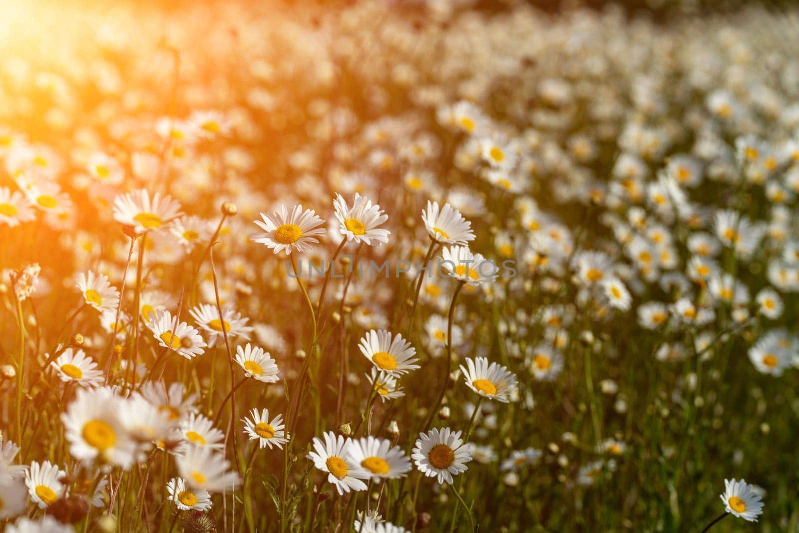 Daisy Chamomile background. Beautiful nature scene with blooming chamomilles in sun flare. Sunny day. Summer flowers. by Matiunina