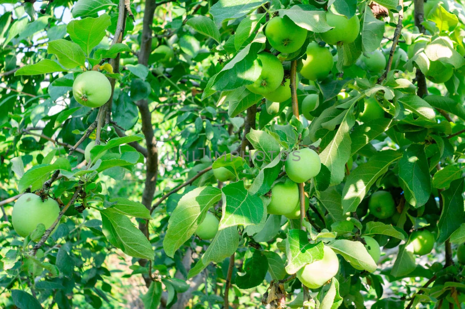 Tree, adorned with an immense array of vibrant green fruits, illuminates a bountiful garden.