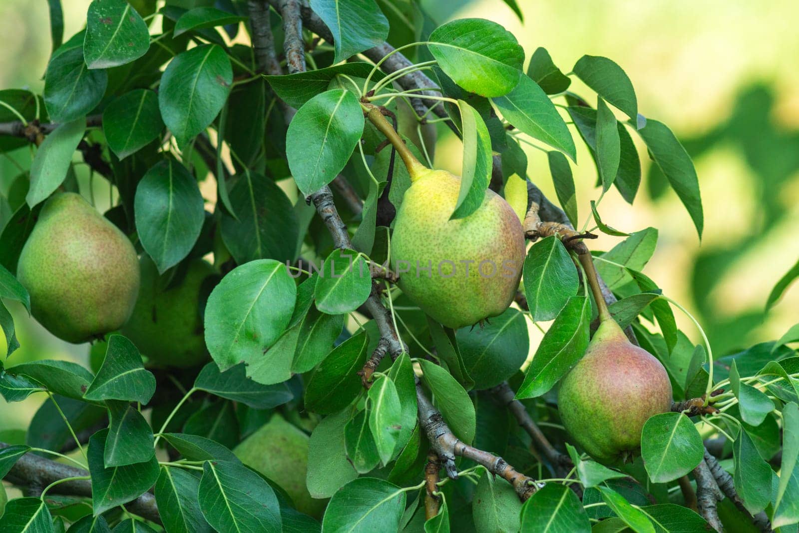 Capturing the essence of abundance, this captivating image magnifies the intricate beauty of a single fruit pears