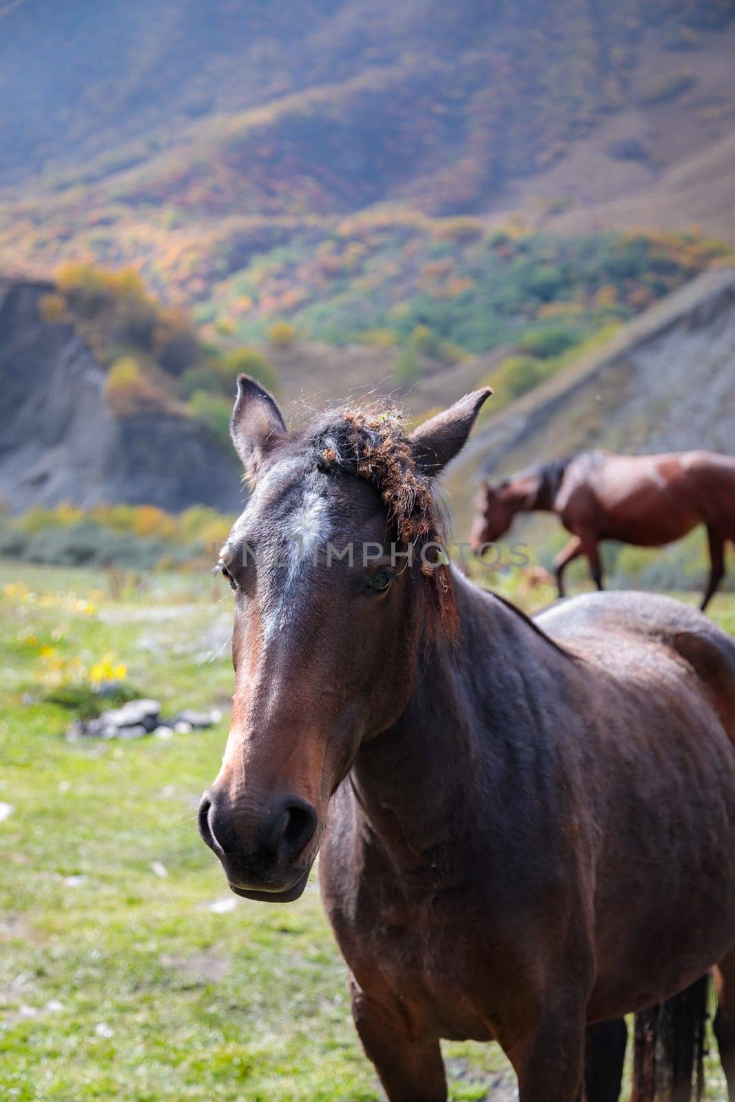 Majestic horse enjoying freedom in mountainous landscape