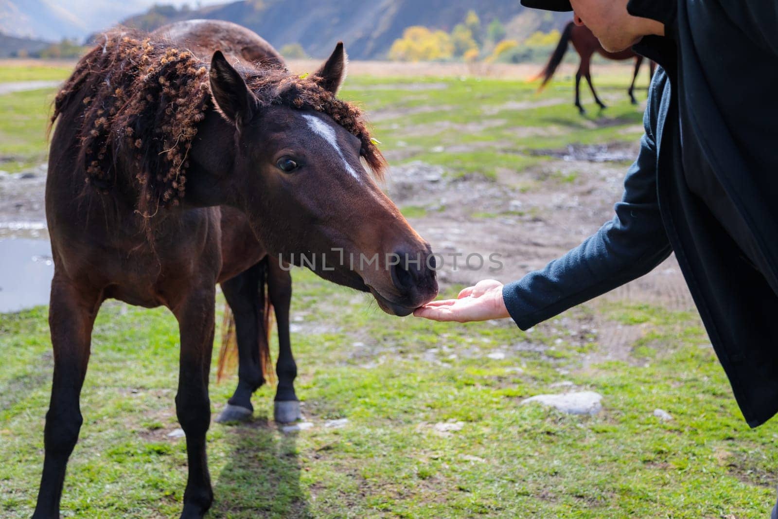 A calm moment in the mountains: a man wins the heart of a wild horse by feeding it from the palm of his hand