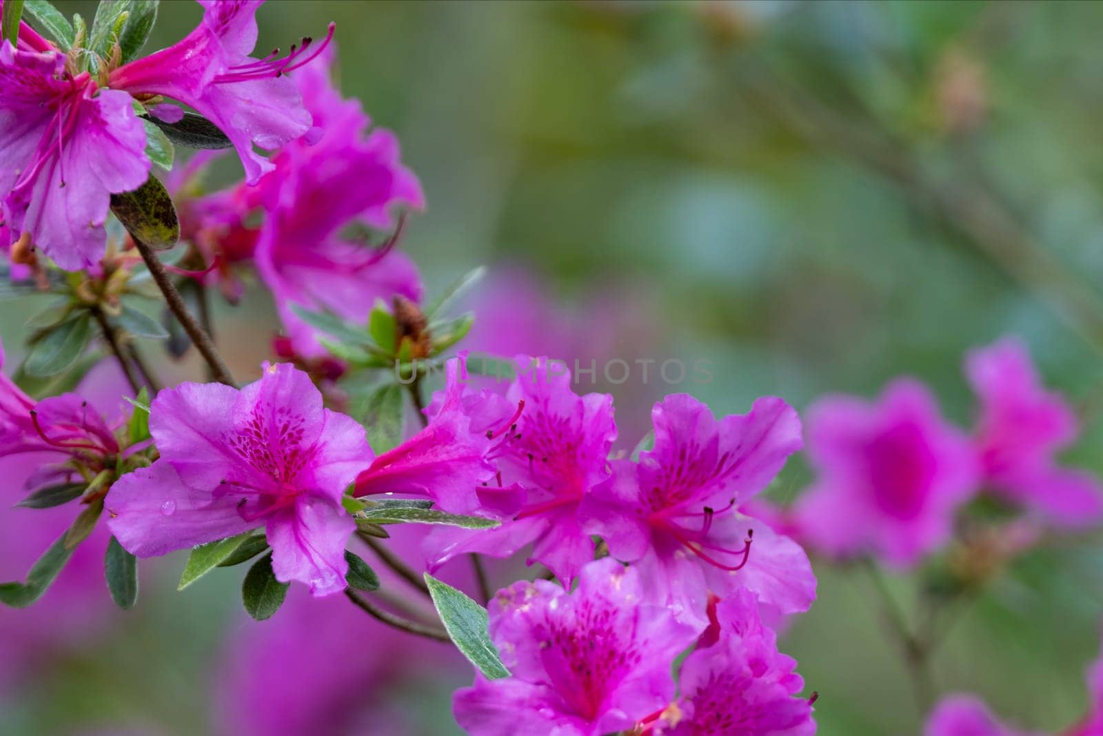 Spring flowering tree with bright pink blossoms with shallow depth of field, background blur green background. High quality photo
