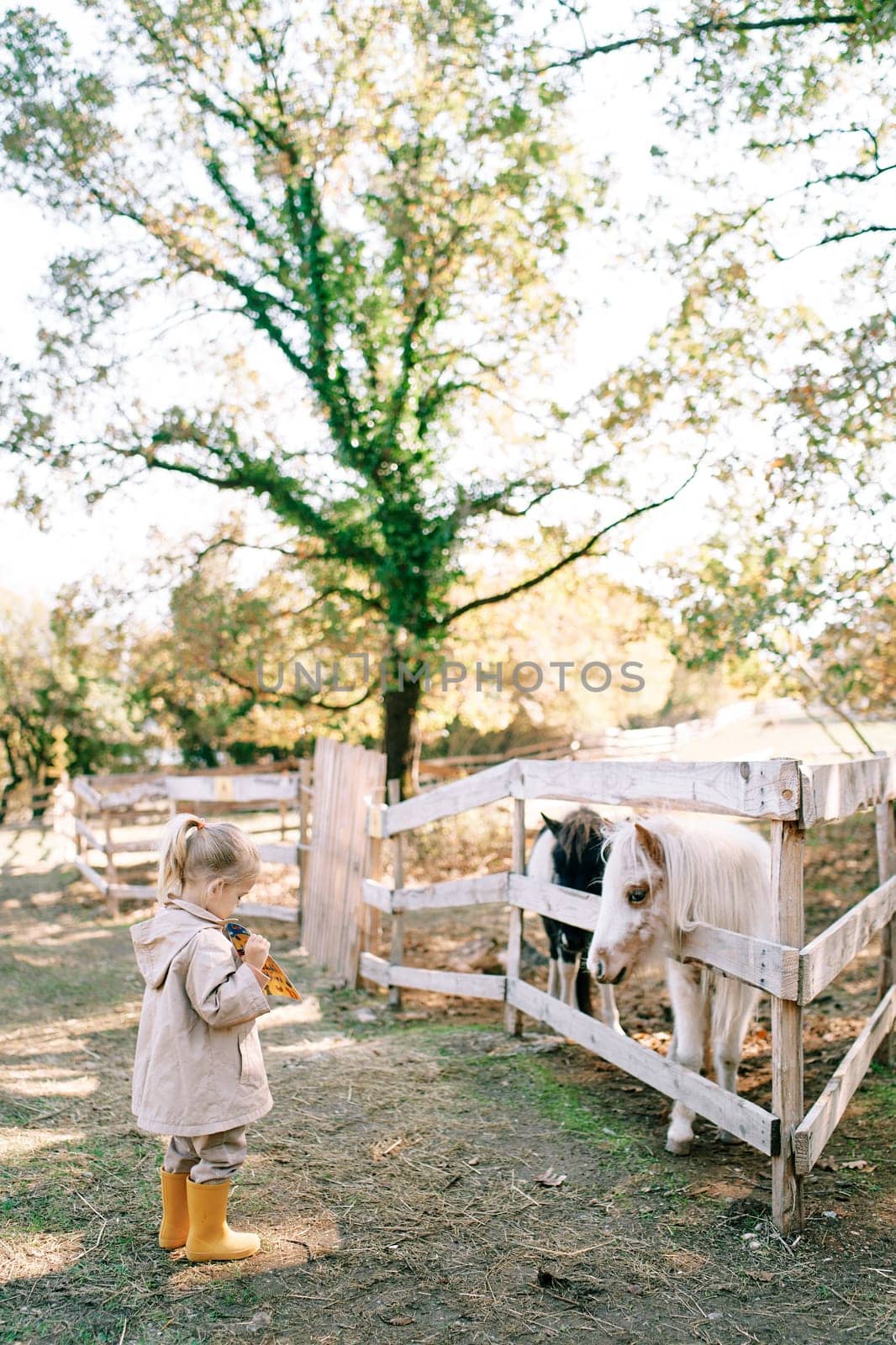 Little girl shows a picture book to a pony peeking out from behind a fence. High quality photo
