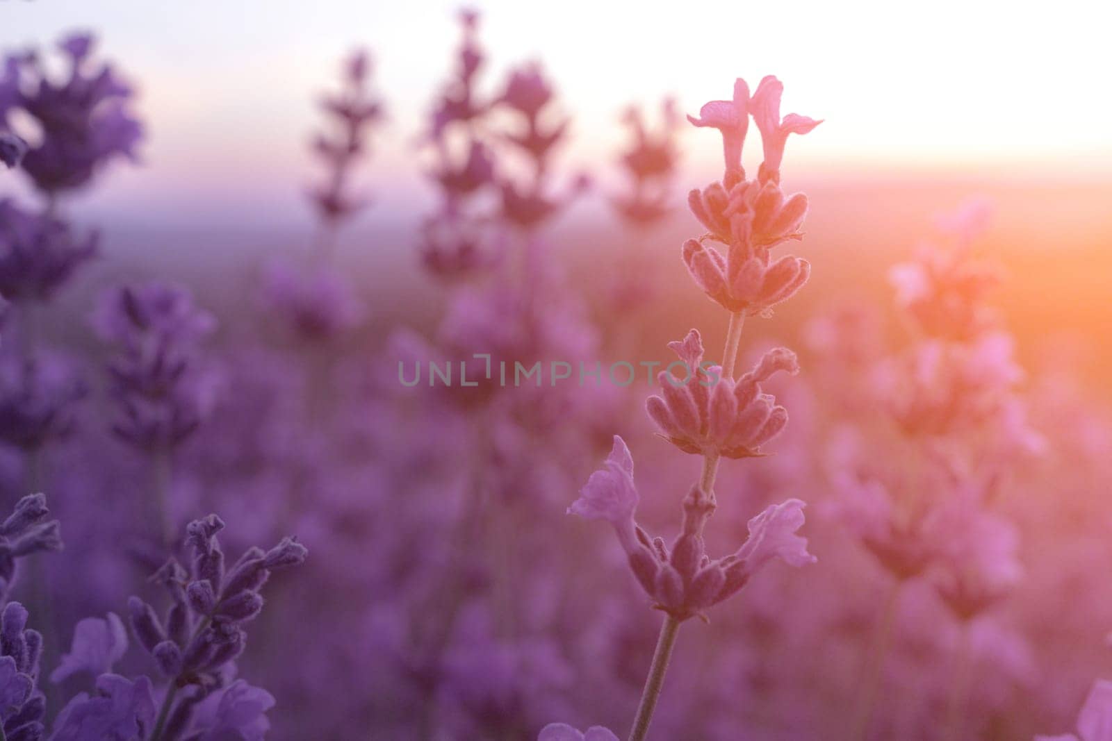 Lavender flower field closeup on sunset, fresh purple aromatic flowers for natural background. Design template for lifestyle illustration. Violet lavender field in Provence, France. by panophotograph