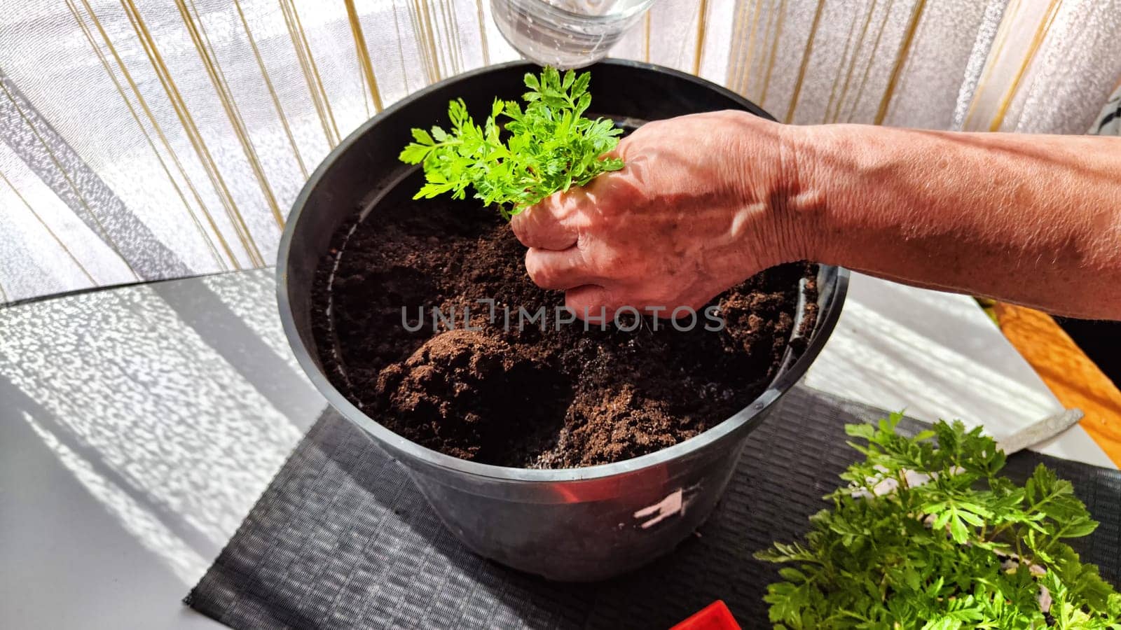 Planting marigold flowers in a pot. Reproduction of plants in spring. Young flower shoots and greenery for the garden. The hands of elderly woman, bucket of earth, green bushes and twigs with leaves