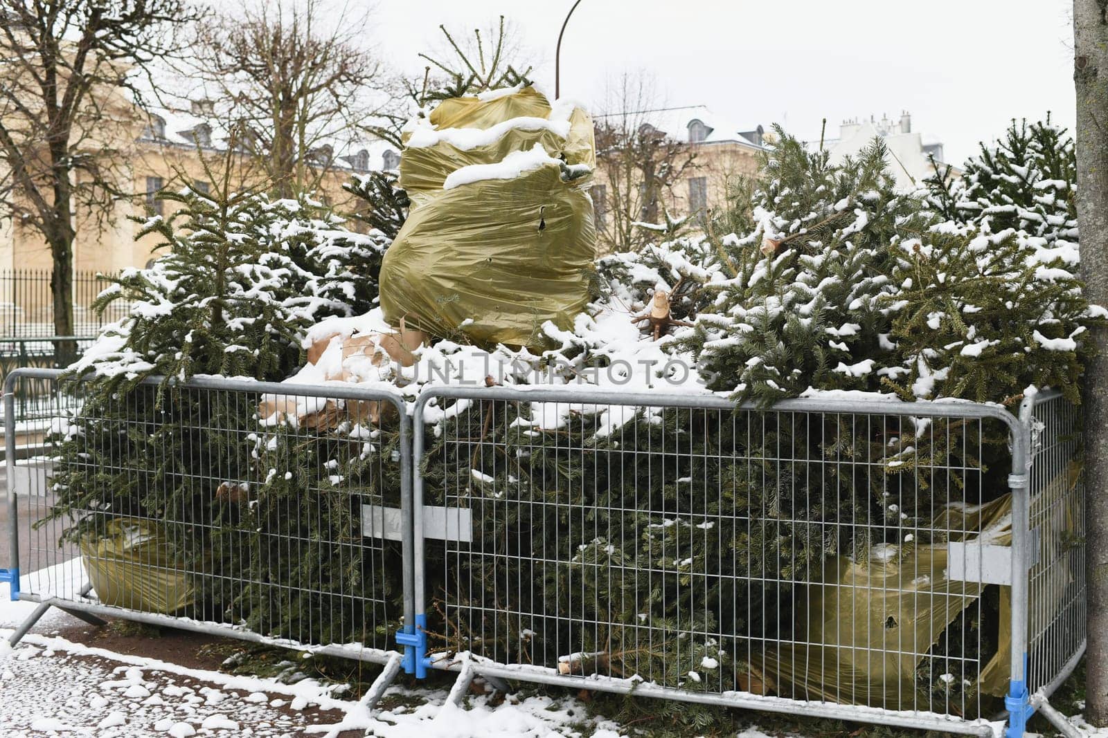 Used Christmas trees behind the fence