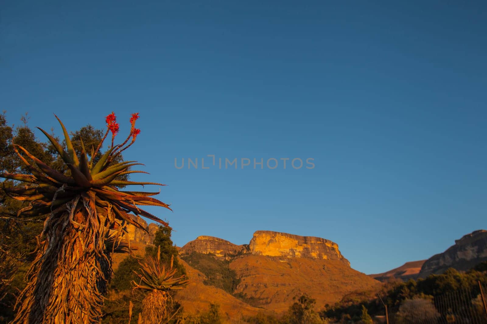 Aloes and Mountains in the Royal Natal National Park, Drakensberg Mountains. South Africa