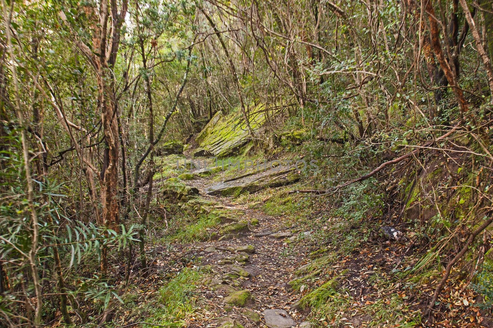 Fairy Glen Hiking Trail 15609 by kobus_peche