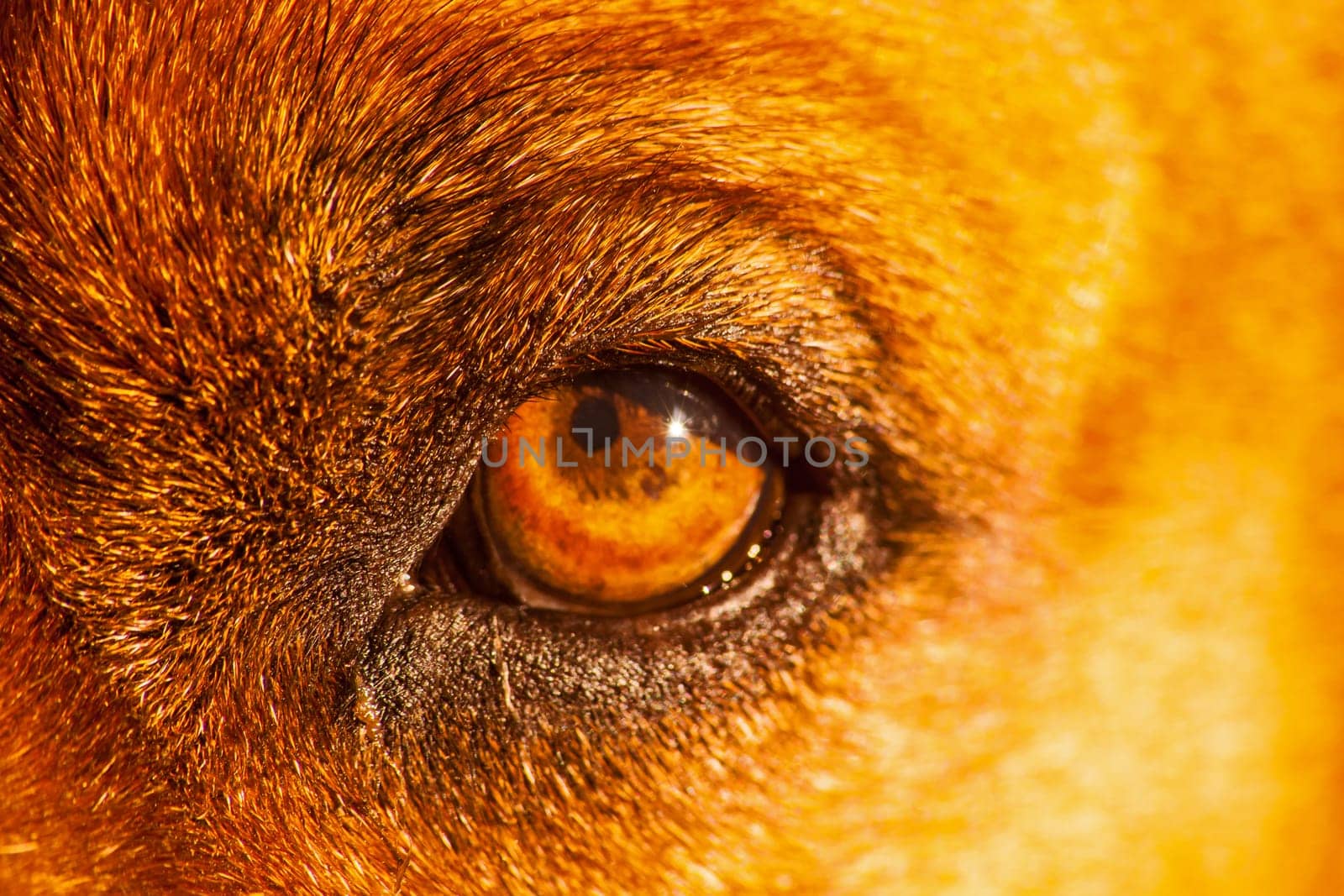 In the eye of the Boerboel 15452 by kobus_peche