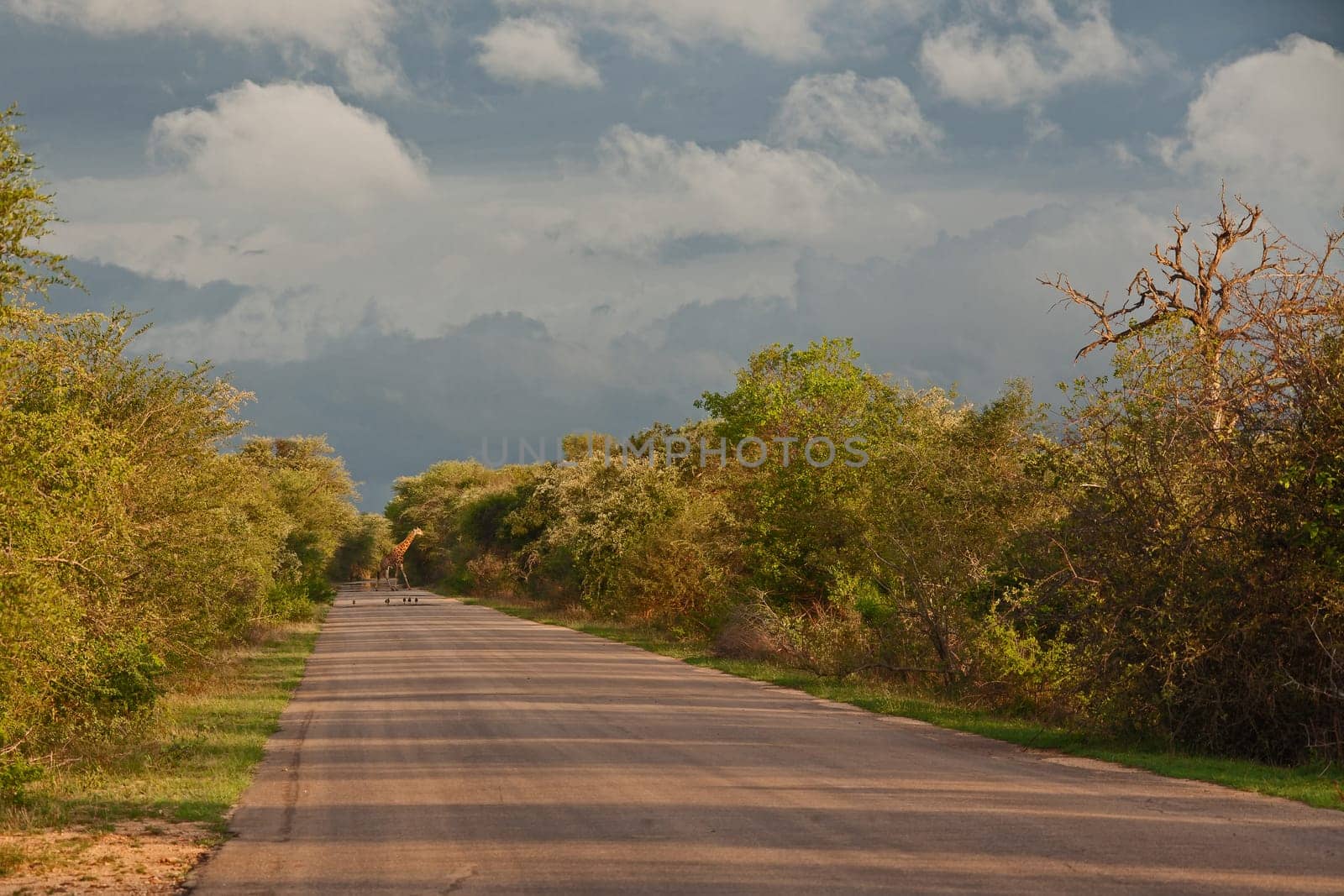 Kruger National Park landscape 15223 by kobus_peche