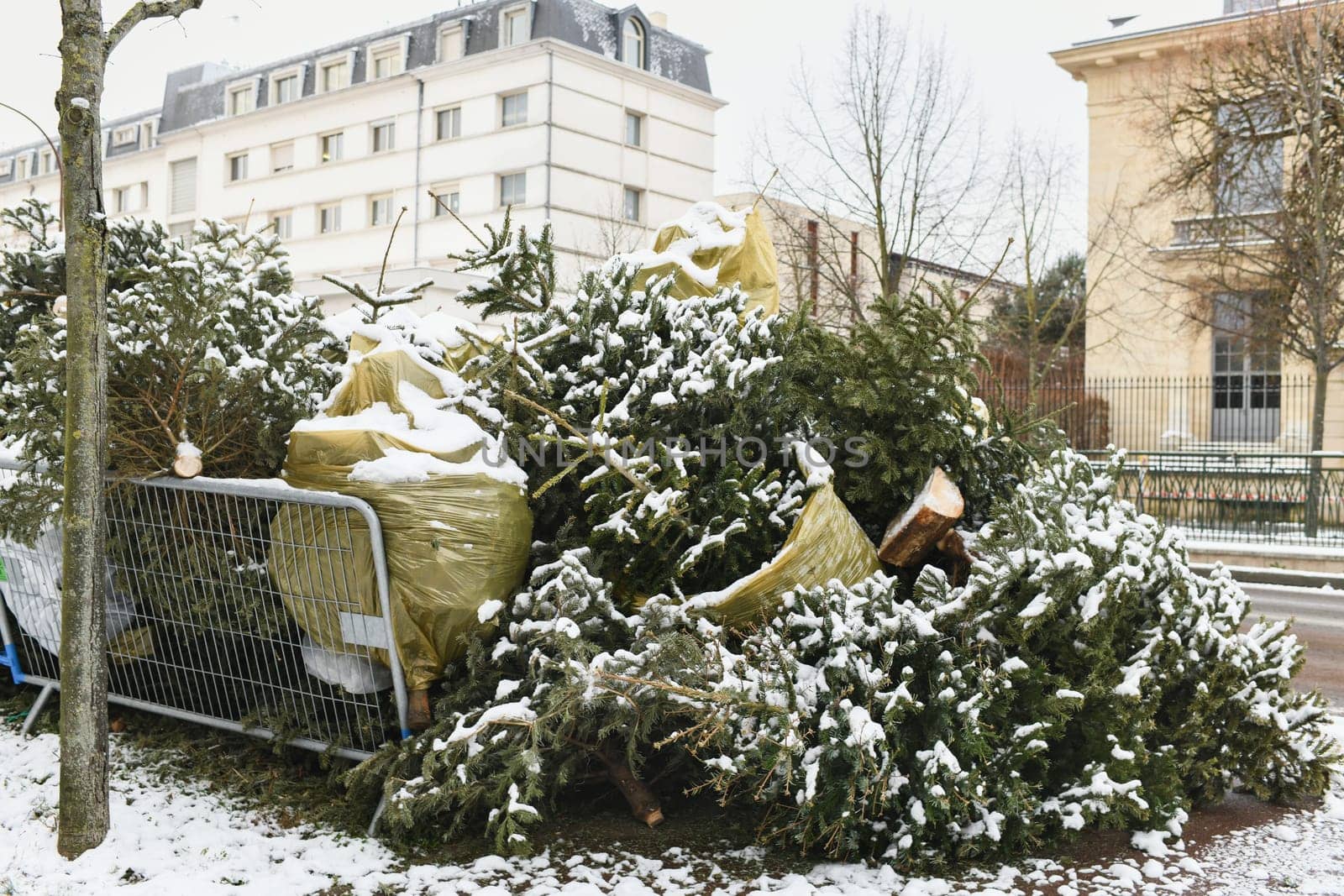 Used Christmas trees behind the fence in France by Godi
