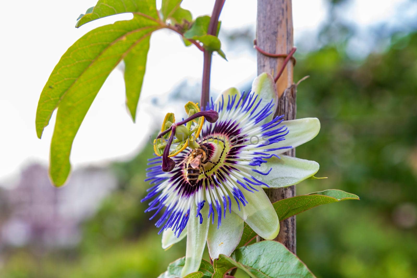 A close up of the passion flower and bee, a unique flower blooms for a few days. Passiflora by EdVal