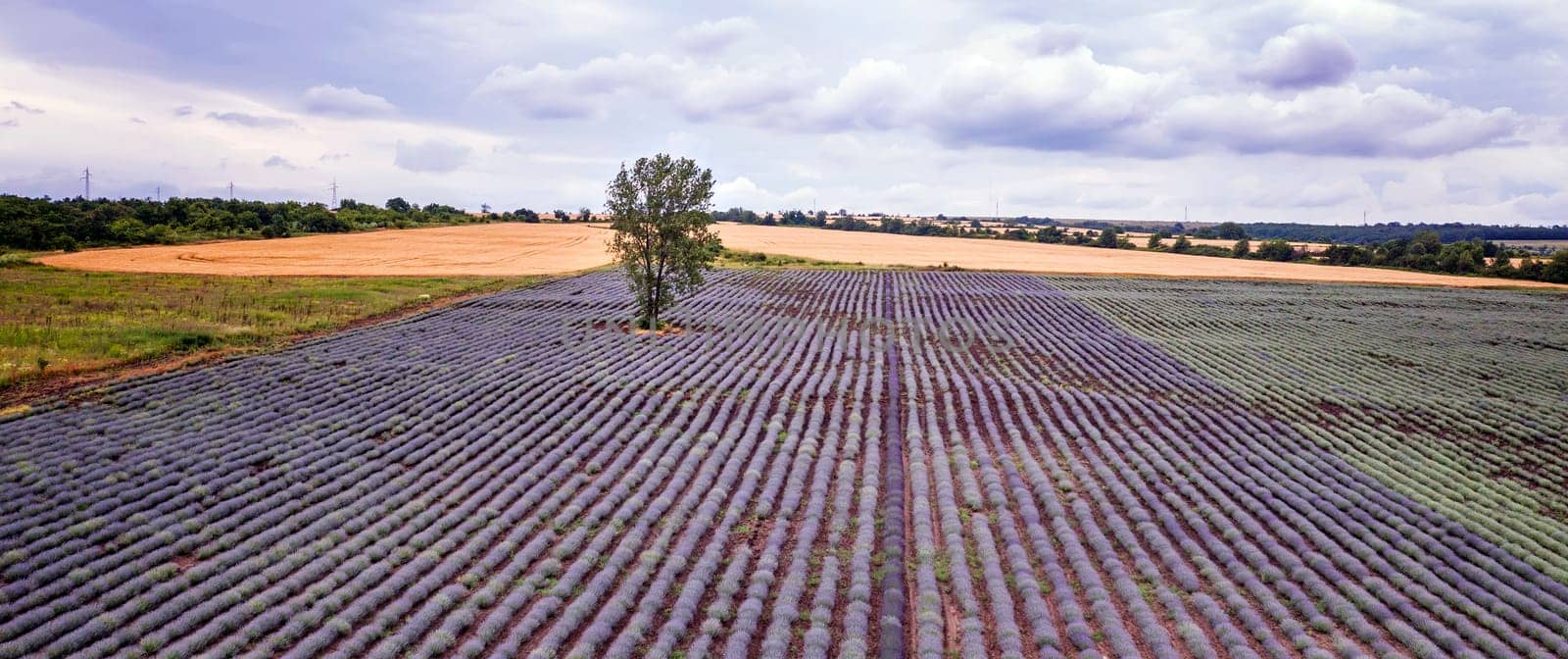 aerial landscape of blooming lavender fields with an alone tree on a cloudy day