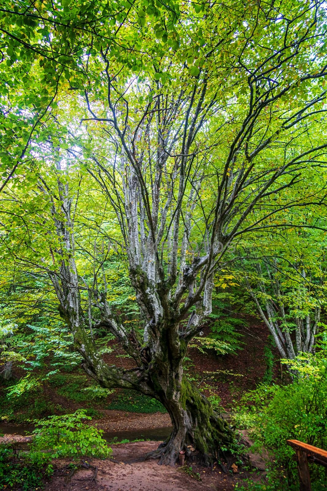 Beautiful big old tree with green leaves in the forest. Vertical view
