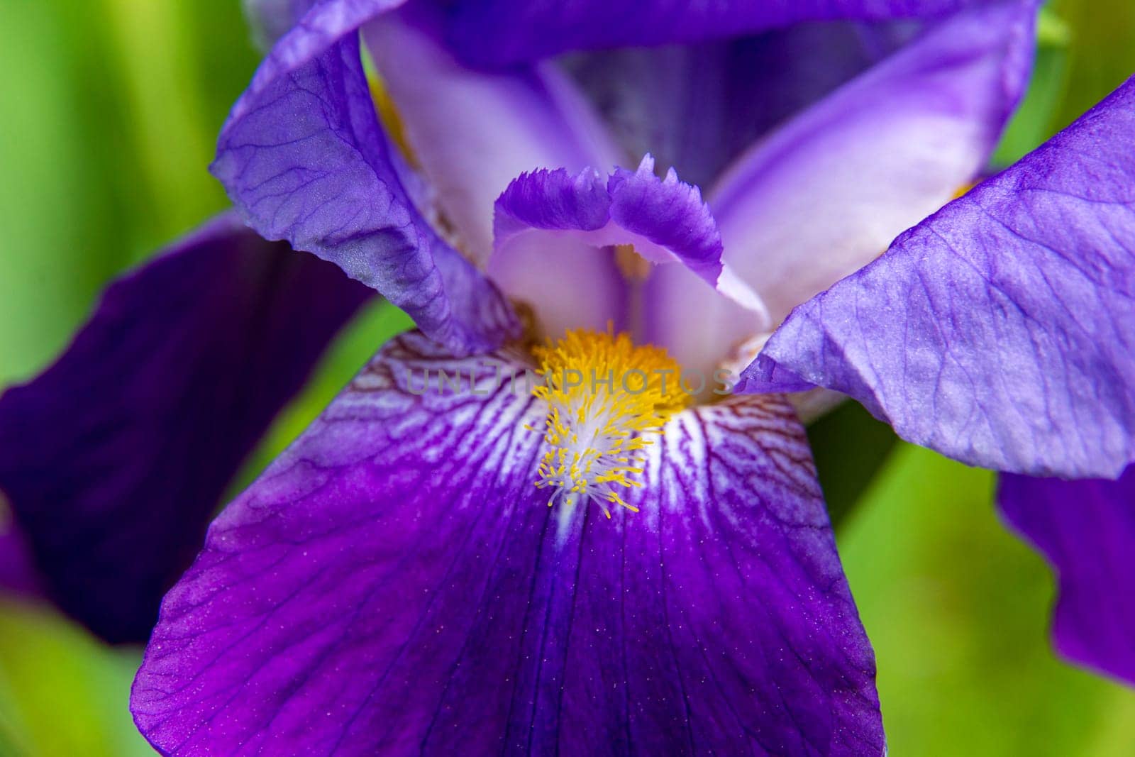 close-up of beautiful colorful Iris flowers blooming in the garden by EdVal