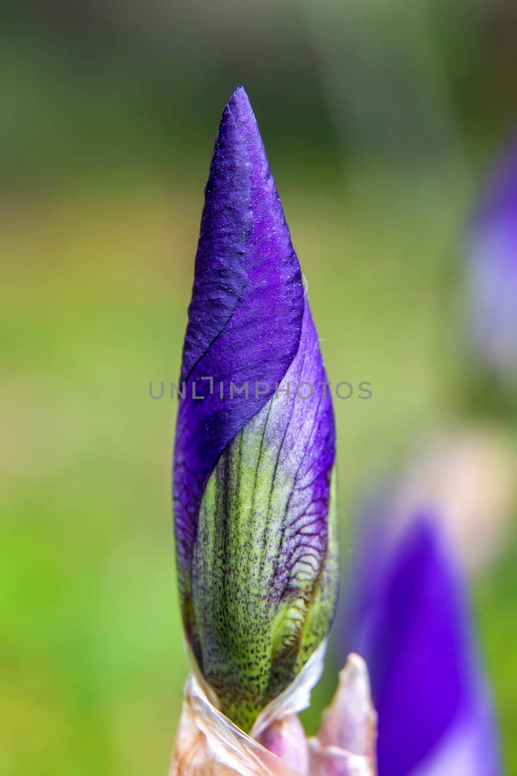 close up of a Beautiful Iris flower bud. Vertical view