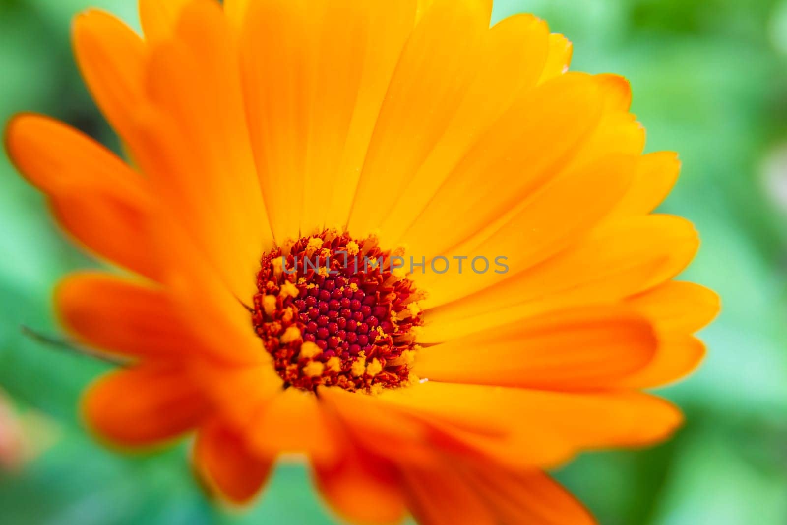 Close-up View Of a Beautiful Summer Flower In Soft Sunlight. Orange Flower Of Calendula Officinalis.