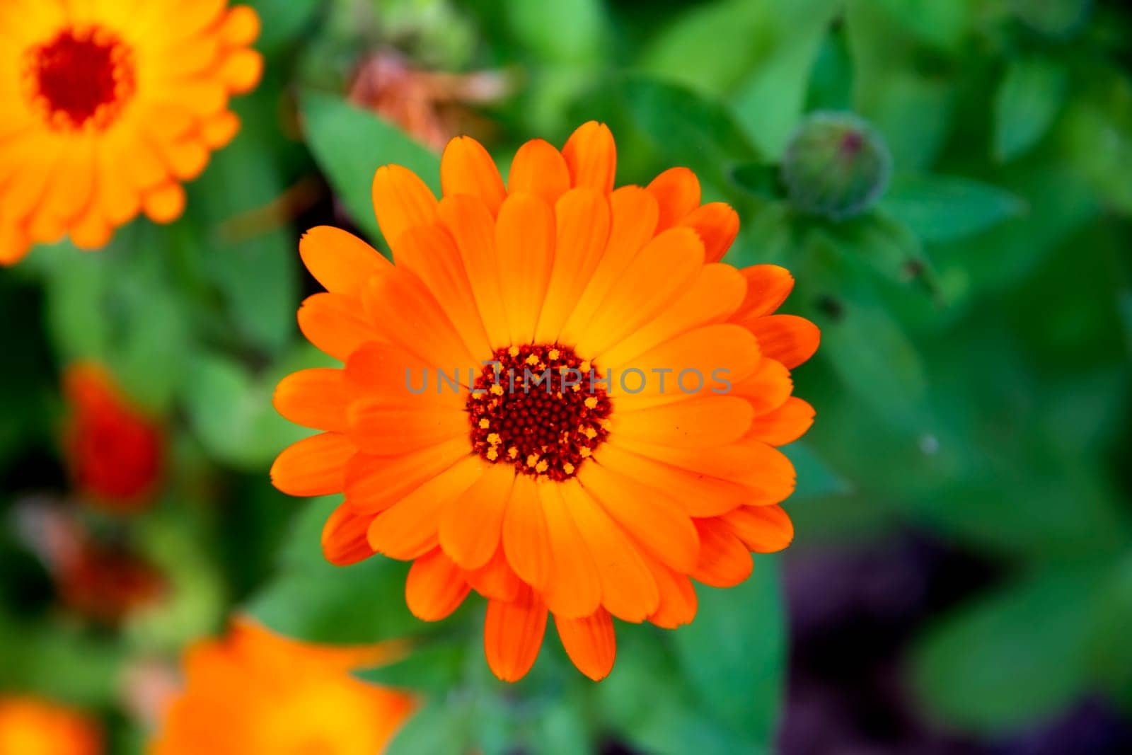 Top View Of a Beautiful Summer Flower. Orange Flower Of Calendula Officinalis. by EdVal