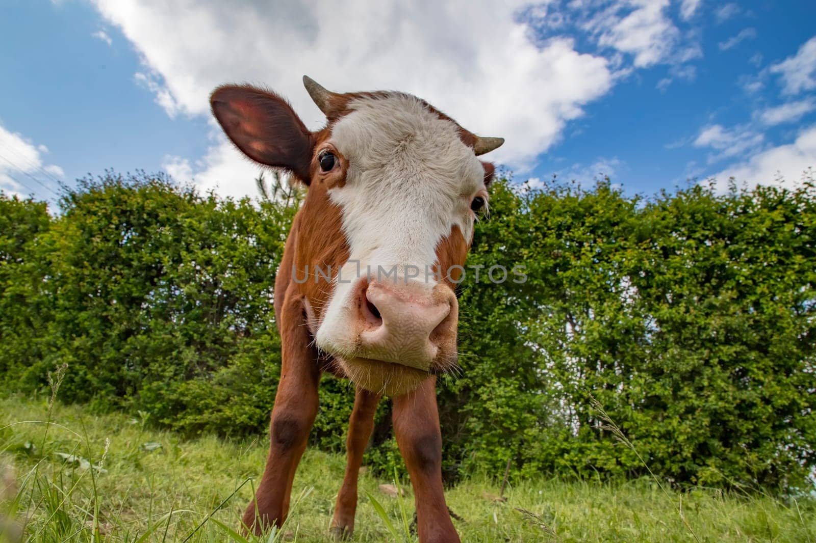 A young brown calf, cow, looking at the camera by EdVal