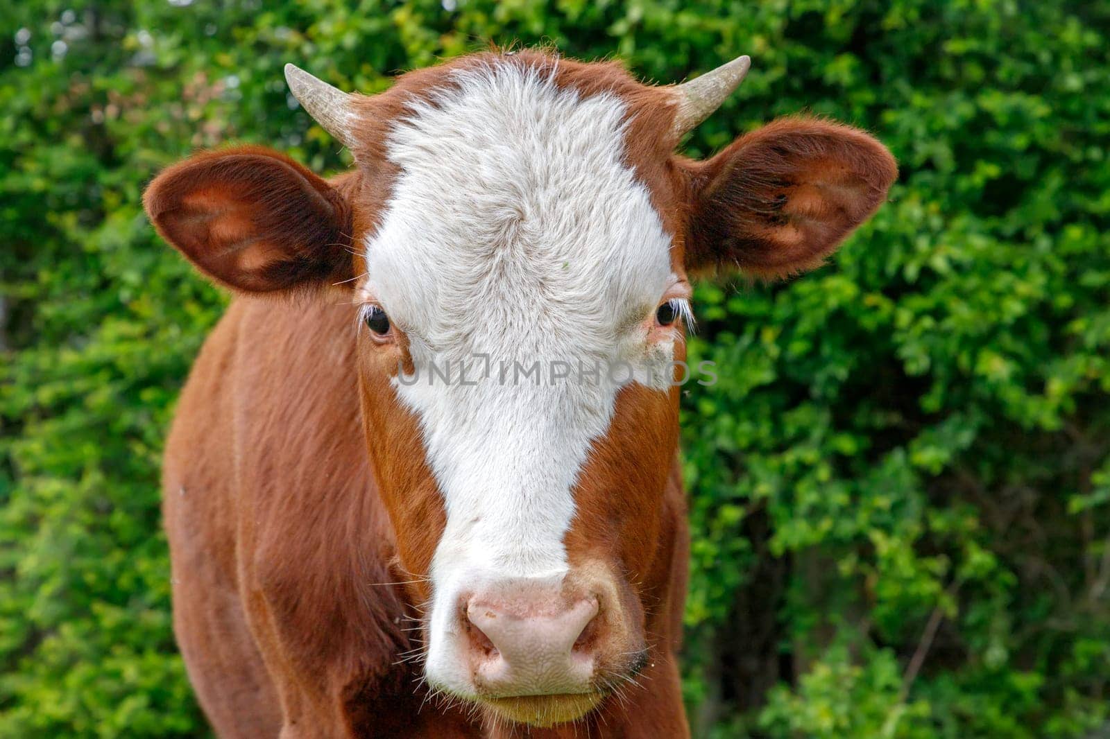 A young brown calf, cow, looking at the camera