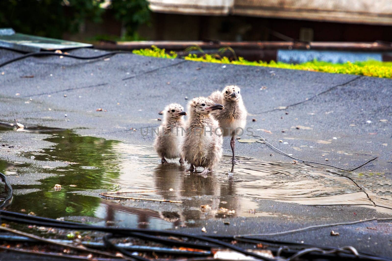 three little seagulls in a puddle on a roof