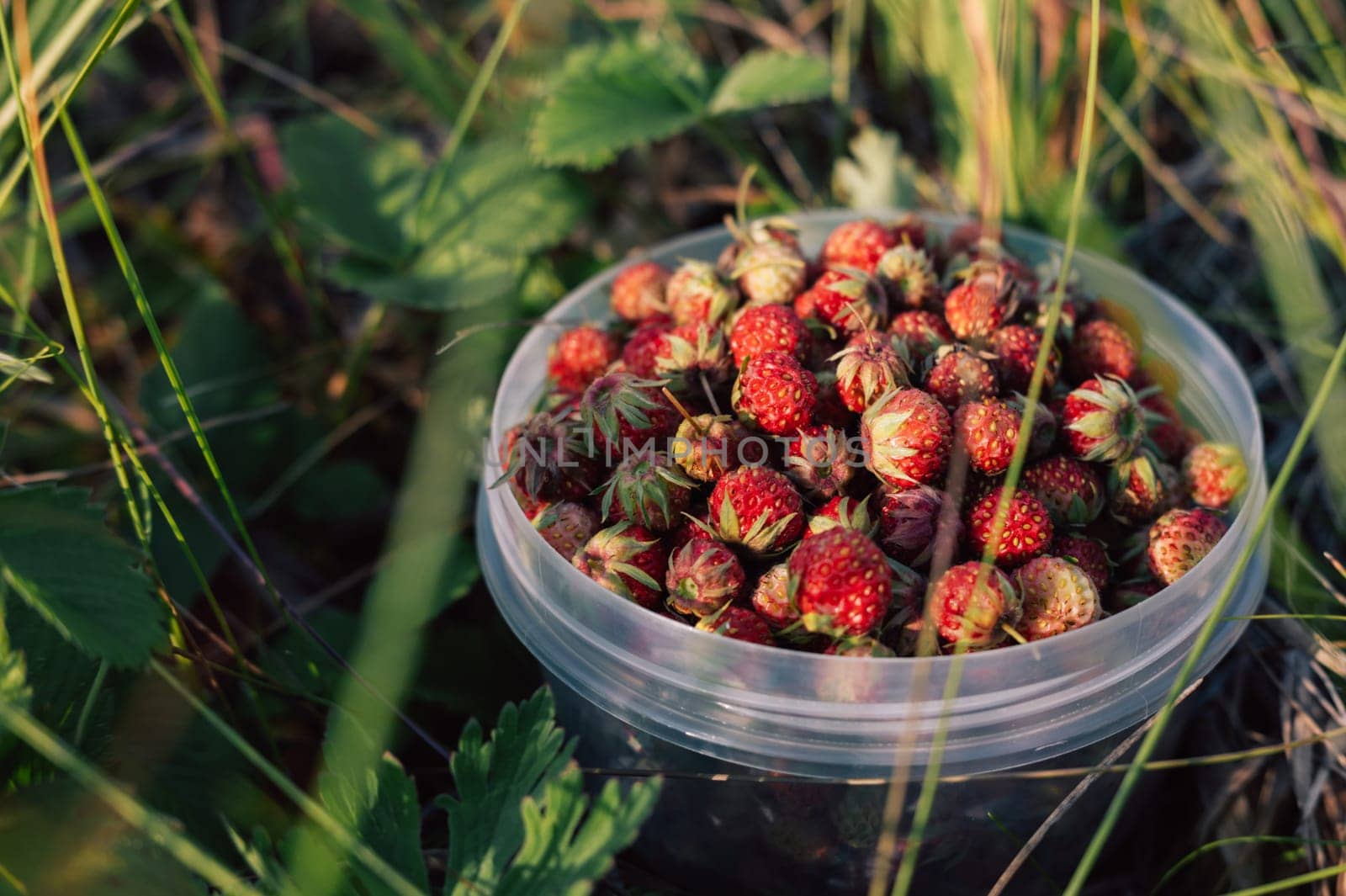 Gathering wild strawberry in a grove in sunny beauty day