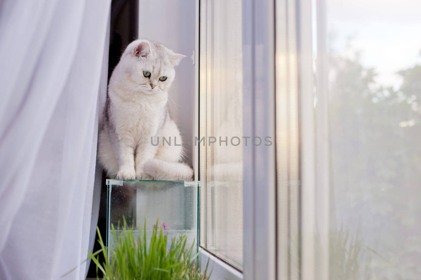 Cute white british short hair cat sitting on an empty glass aquarium look at the window by Zakharova