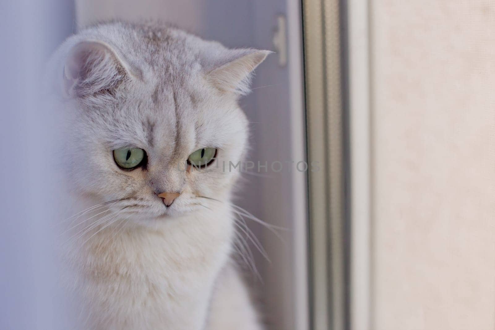 Cute white british short hair cat sitting look at the window by Zakharova
