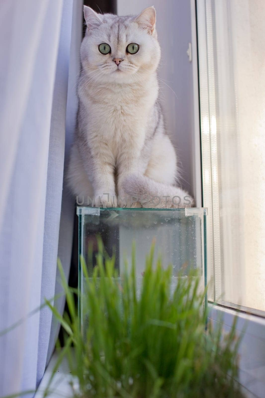 Cute white british short hair cat sitting on an empty aquarium by the window, look at camera.