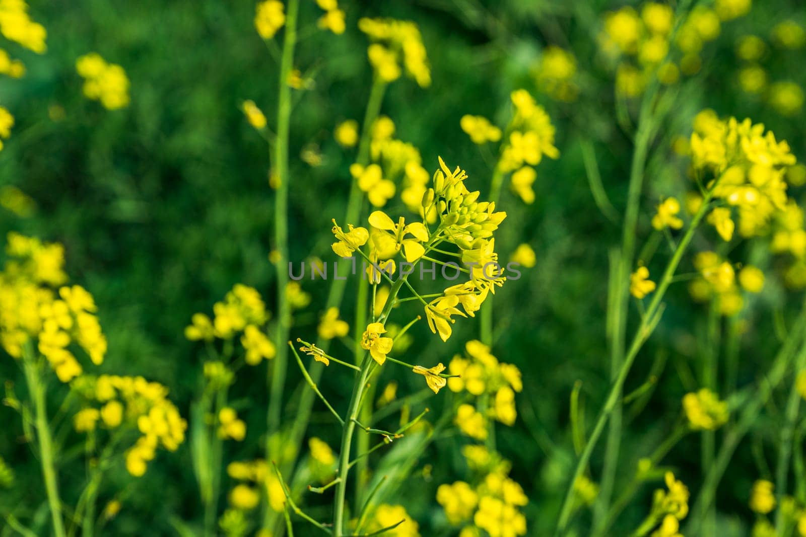 Blooming mustard in the field. Mustard during flowering