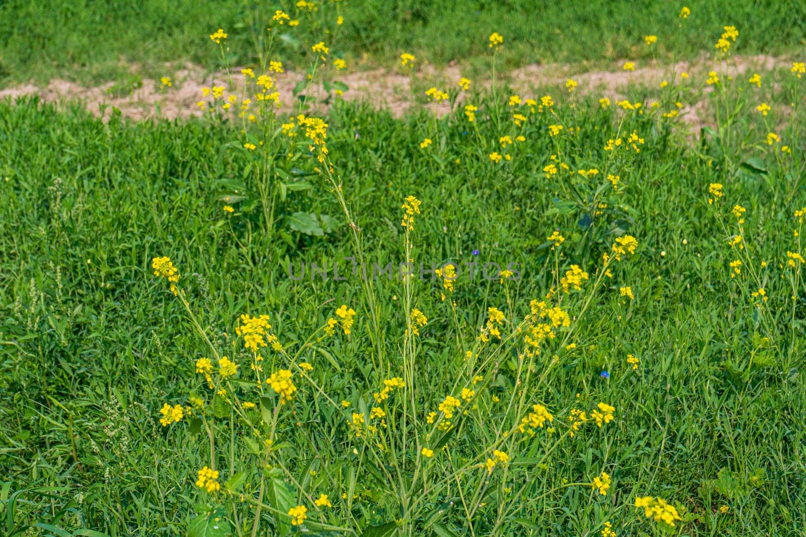 Blooming mustard in the field. Mustard during flowering