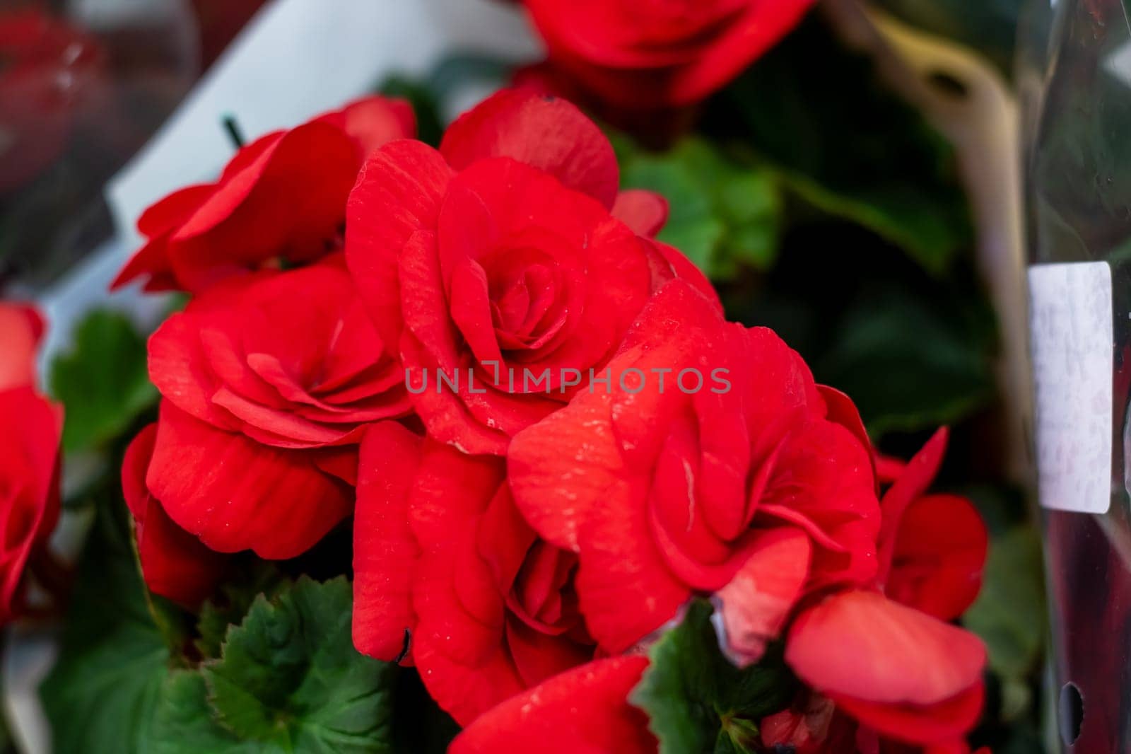 Flowers in a gift pack close up, background