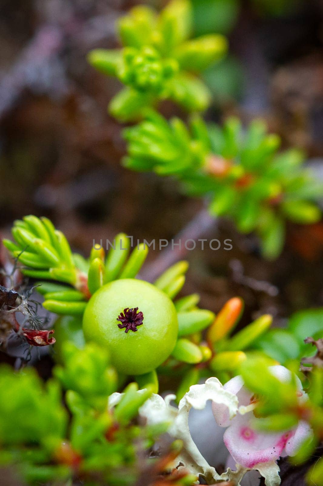 Crowberry, also known as blackberry, in its green phase before ripening, found on the arctic tundra with other plants in the background, Nunavut, Canada