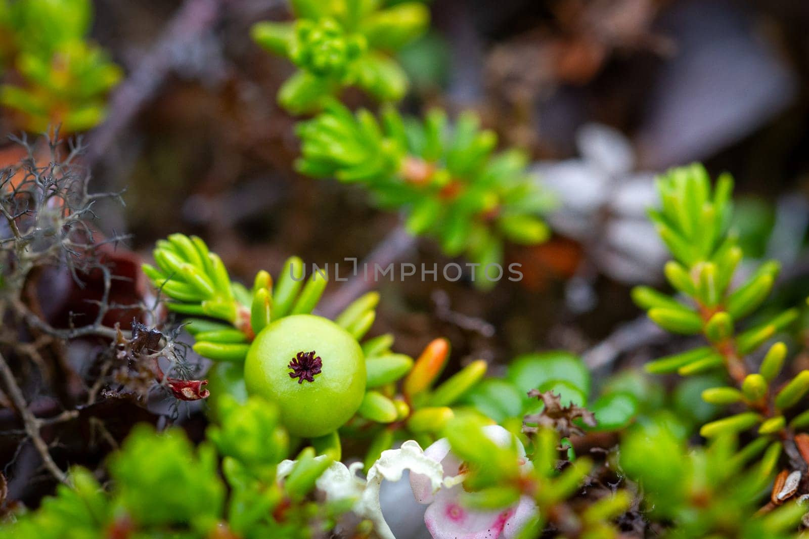 Crowberry, also known as blackberry, in its green phase before ripening, found on the arctic tundra with other plants in the background, Nunavut, Canada