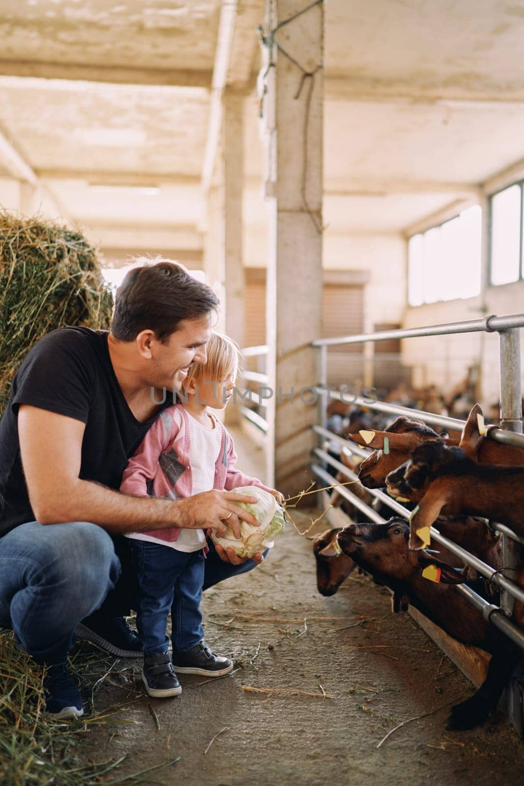 Little girl handing hay to goats in paddock near daddy with cabbage by Nadtochiy