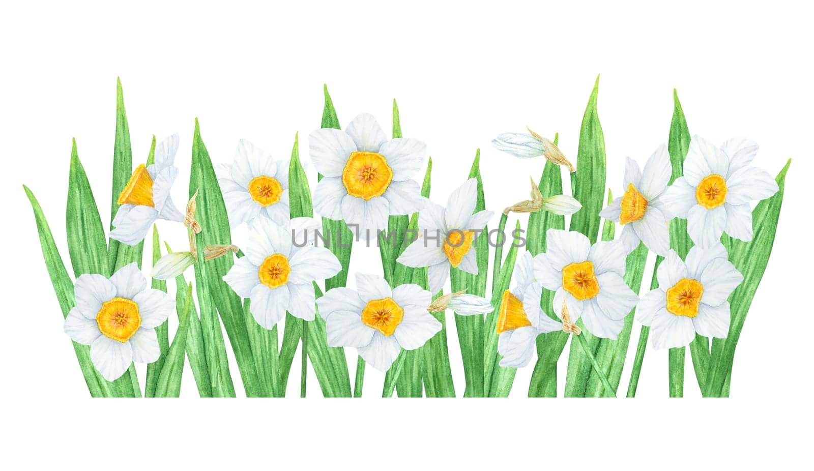 Narcissus, watercolor illustration of daffodils. Hand drawn watercolor painting of a fragrant spring garden flower. White and yellow botanical painting for greeting, wedding, Easter, Mothers day print.