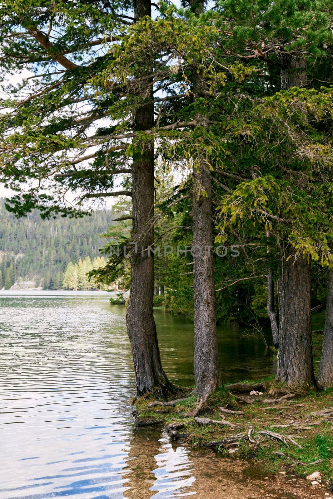 Spruce forest grows on the shore of a clear lake. High quality photo