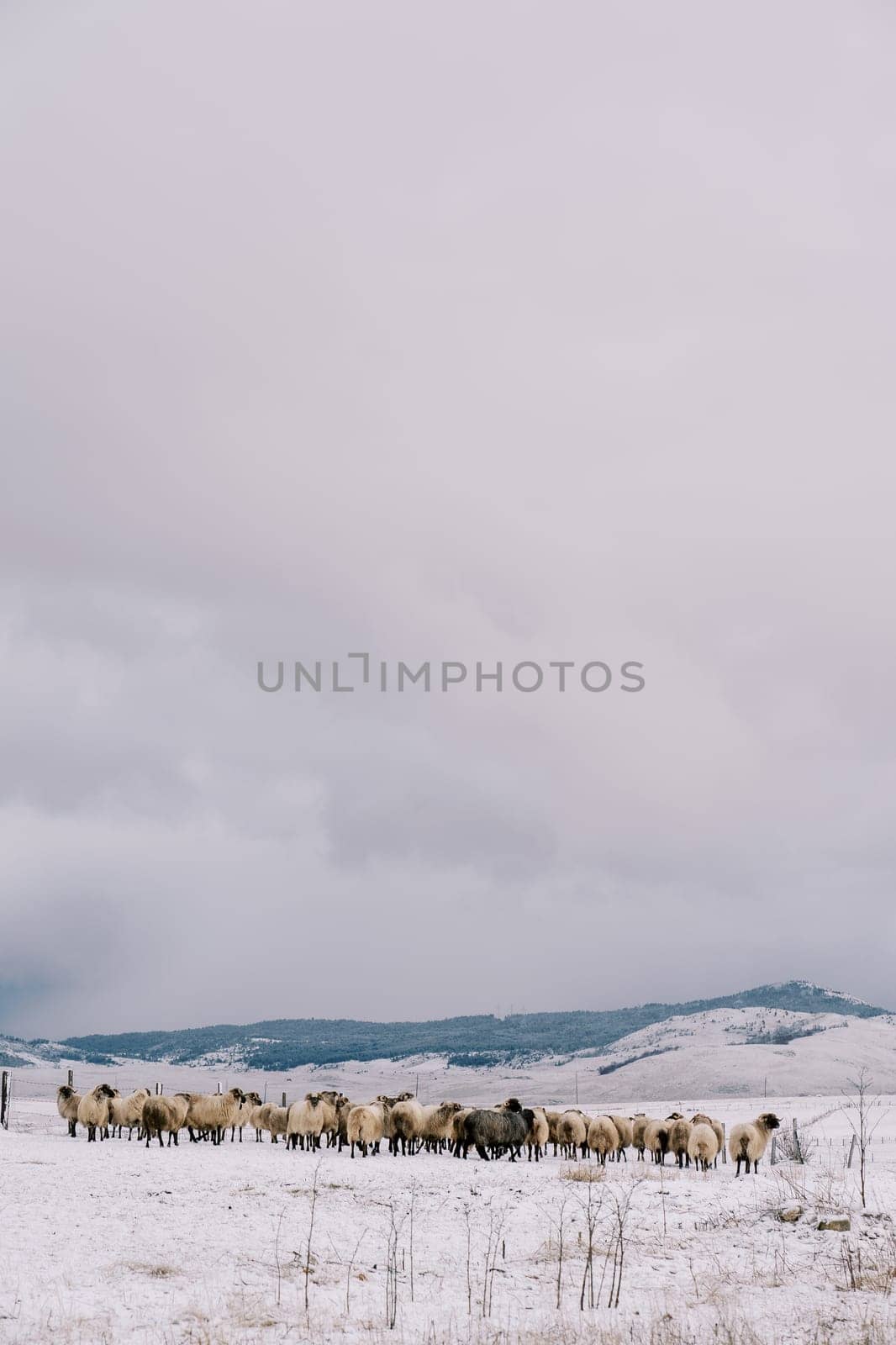 Herd of sheep walks through a snow-covered pasture in a mountain valley. High quality photo