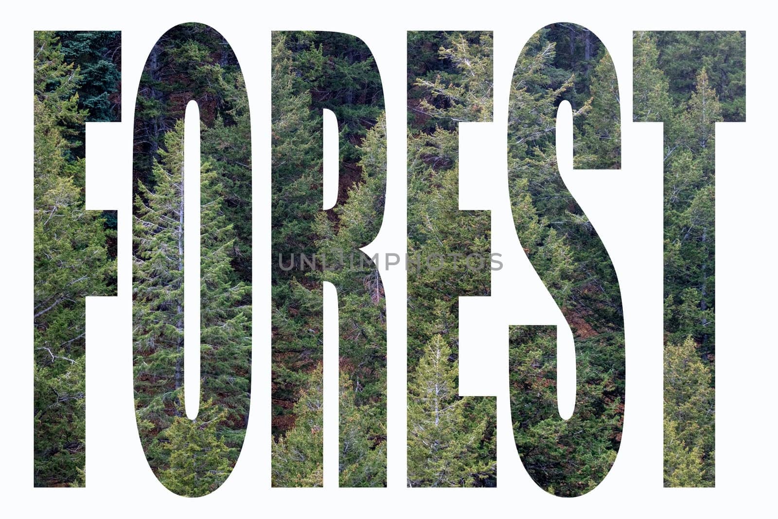 Word FOREST in white mask with image of pine tree forest viewed in text cut out. Mountain pine forest scene viewed through text box Forest by bRollGO